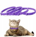 kot w obroży uspokajającej feromonowej relaks spokojny kot obroża antystresowa